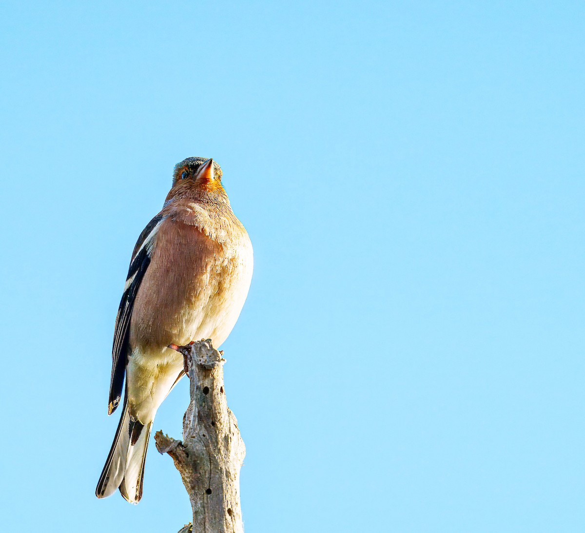 Common Chaffinch - ML638207579