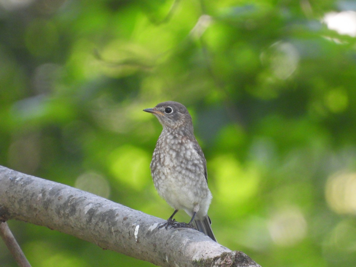 Eastern Bluebird - ML638207584