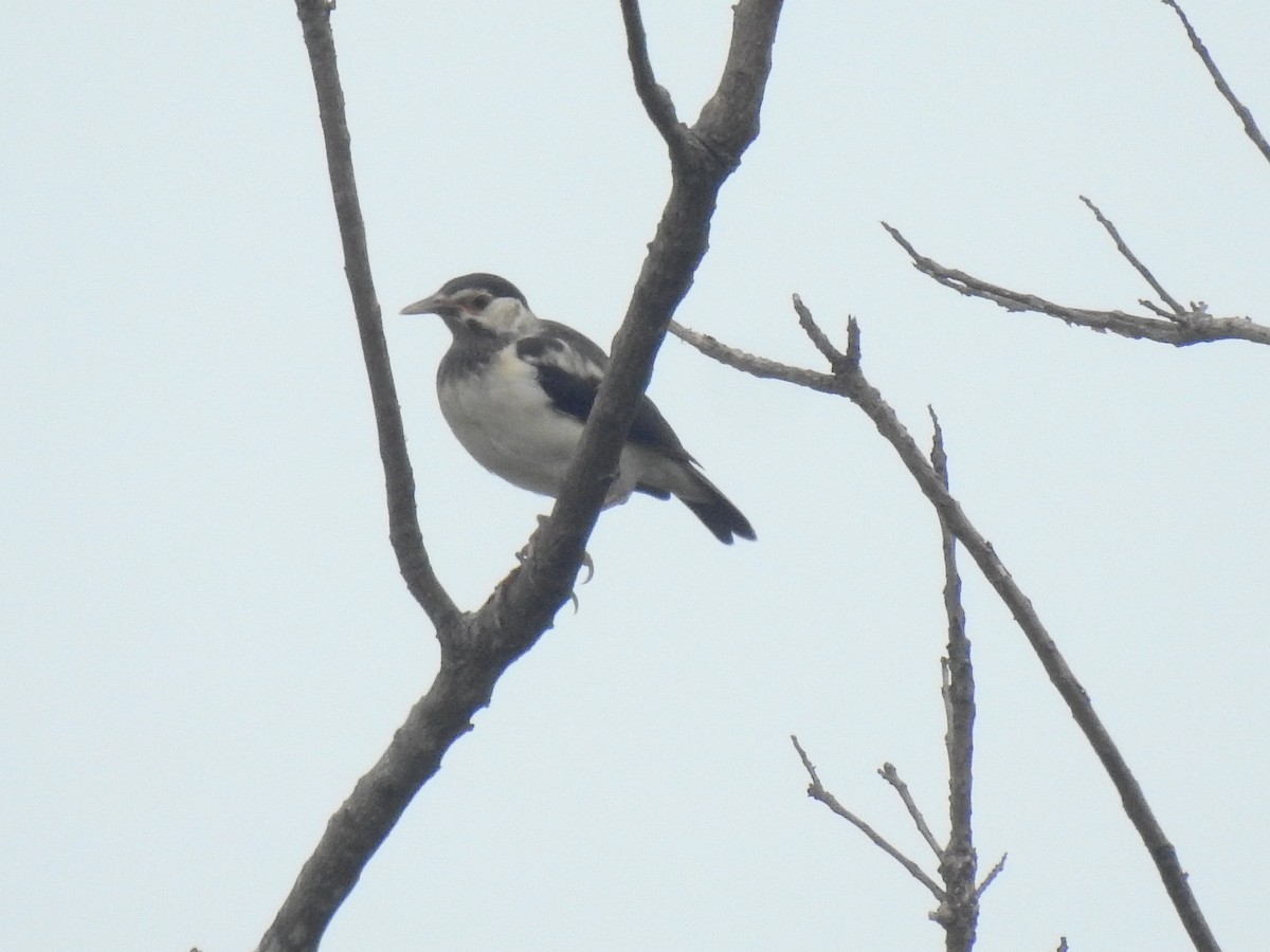 Indian Pied Starling - ML638207588