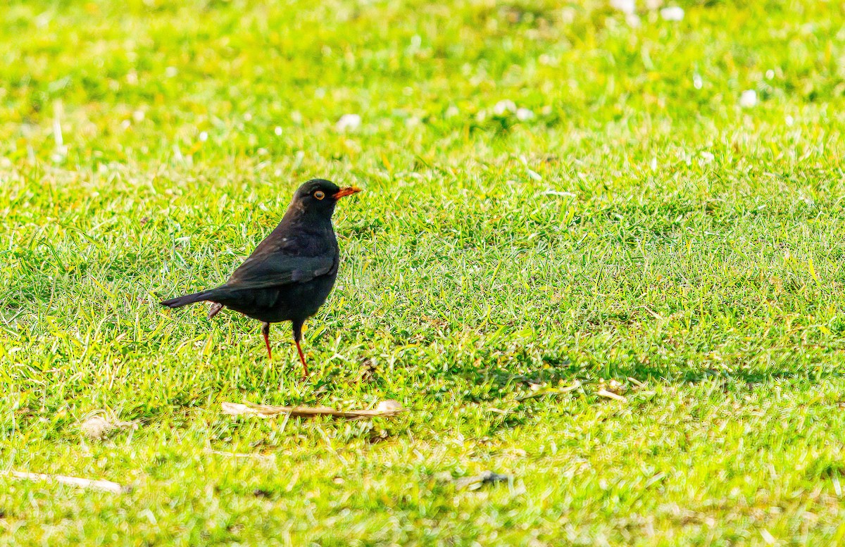 Eurasian Blackbird - ML638207599