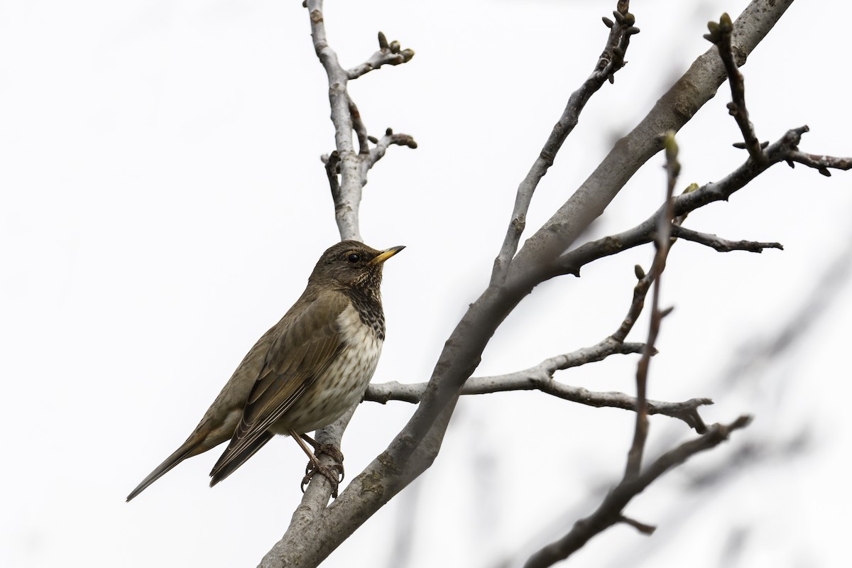 Black-throated Thrush - ML638207609