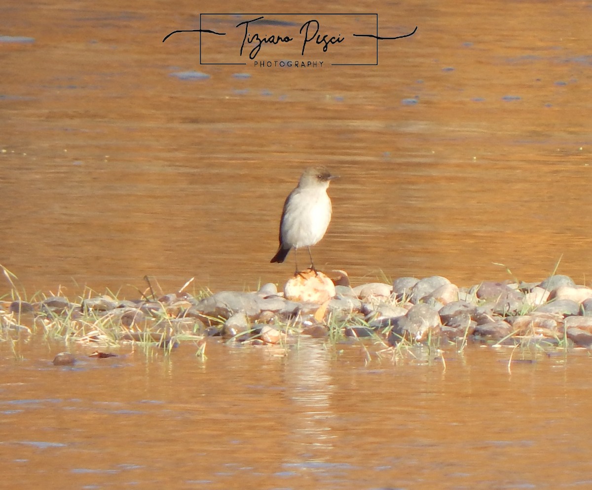 Dark-faced Ground-Tyrant - ML638207623