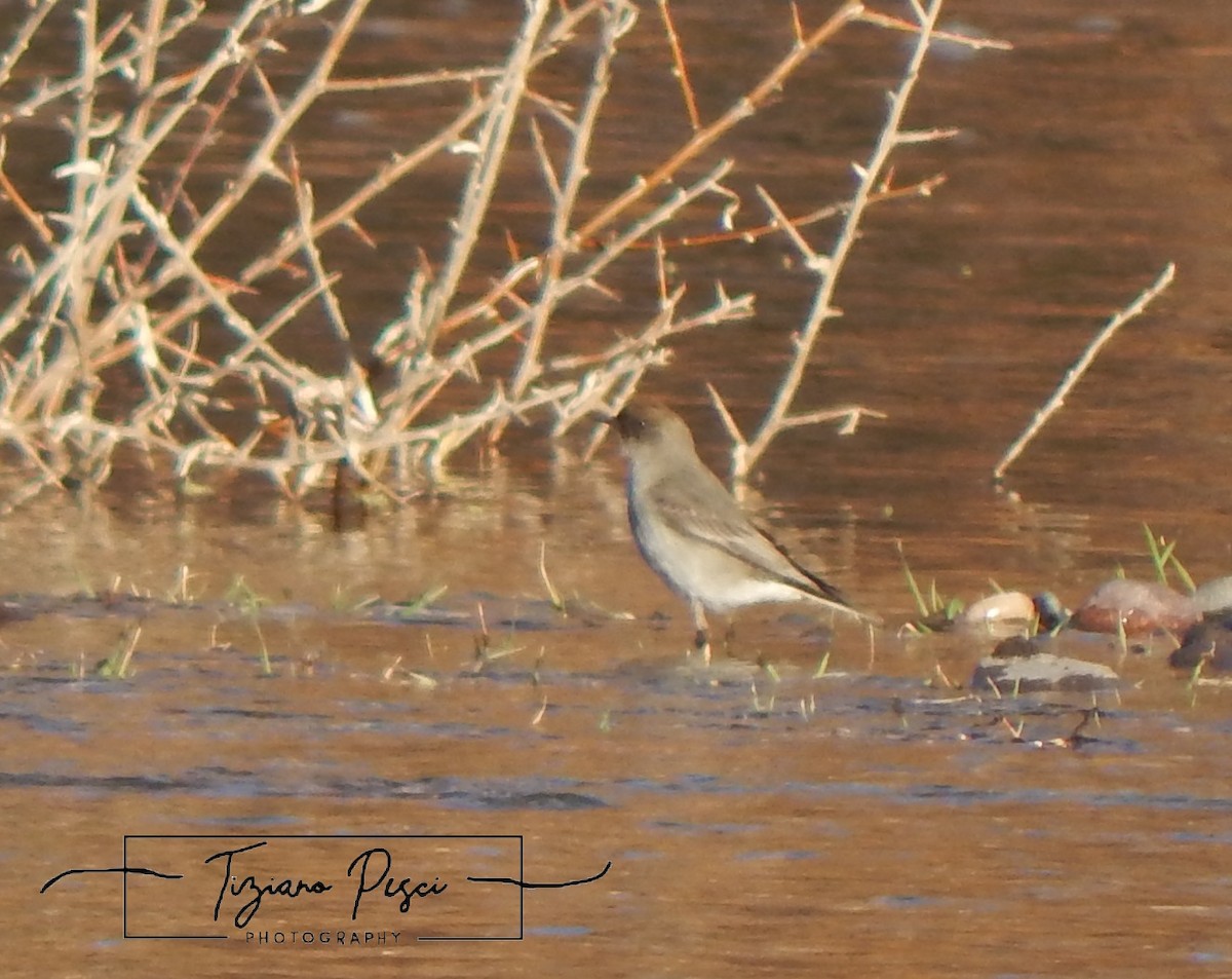 Dark-faced Ground-Tyrant - ML638207641