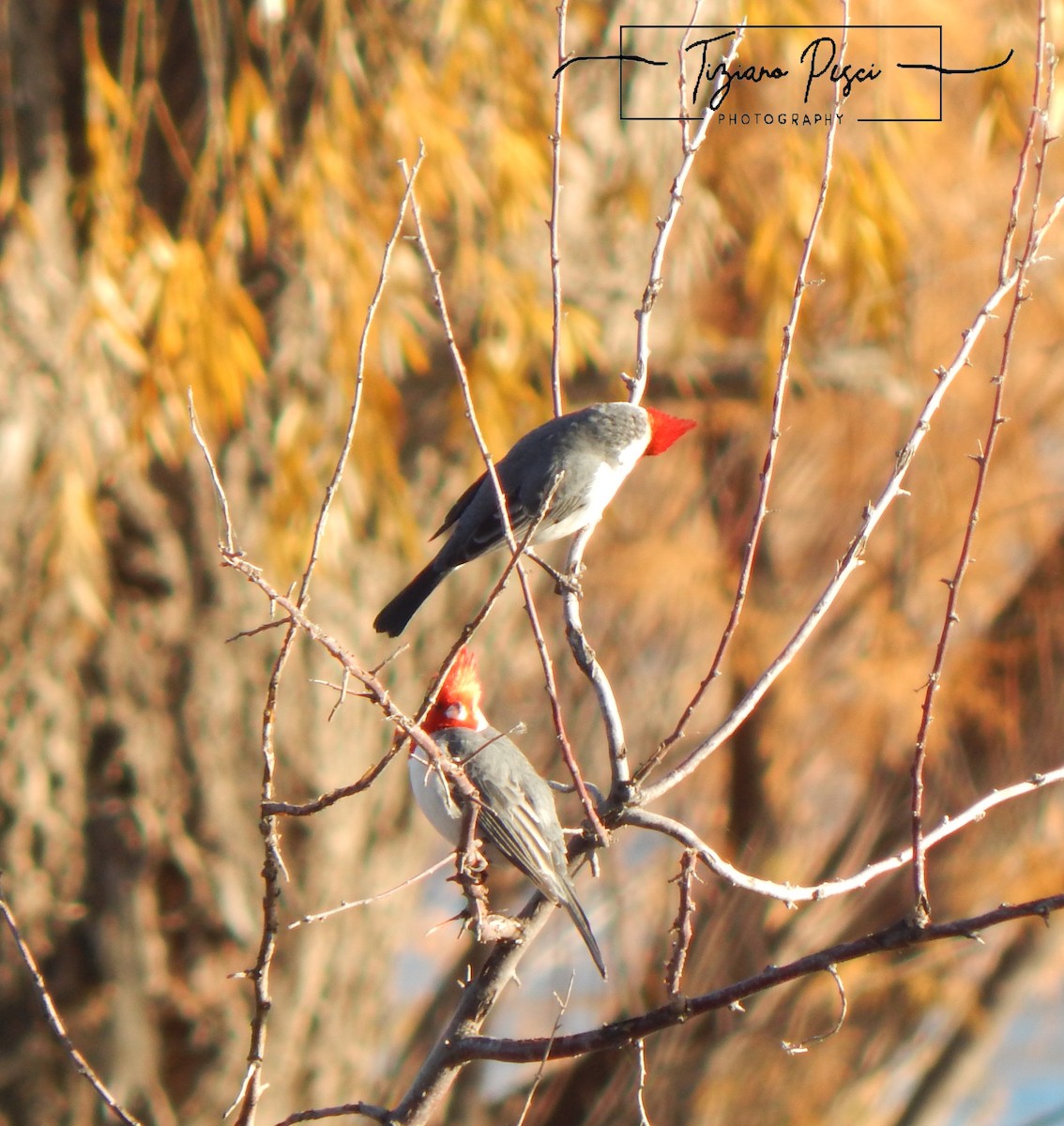 Red-crested Cardinal - ML638207650