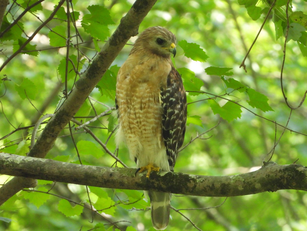 Red-shouldered Hawk - ML638207659