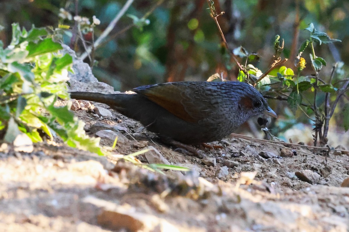 Streaked Laughingthrush - ML638207679