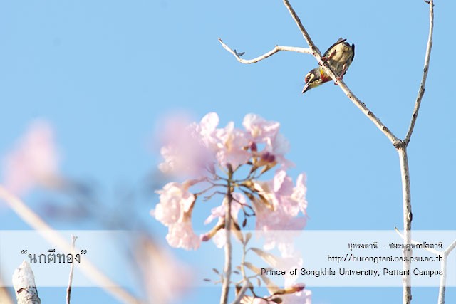 Coppersmith Barbet - ML638207682
