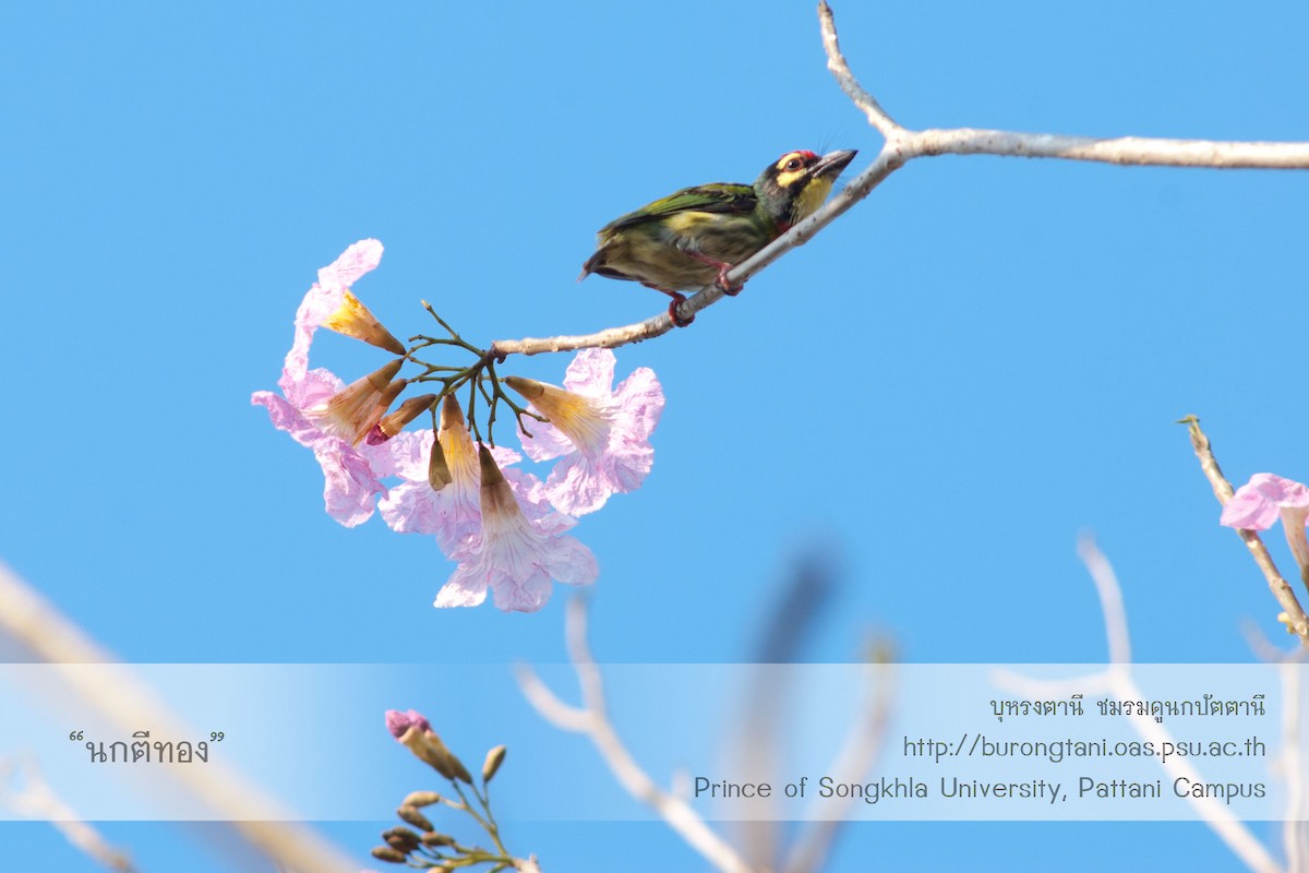 Coppersmith Barbet - ML638207683