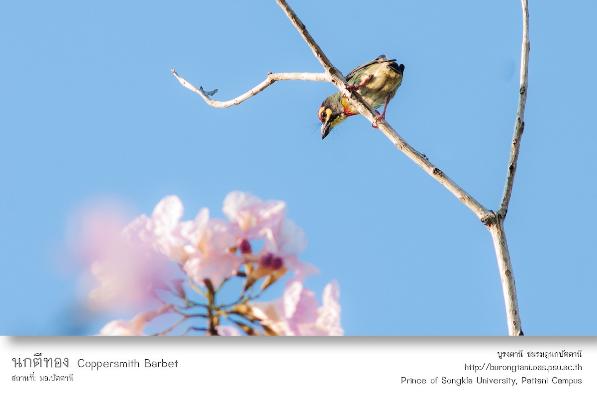 Coppersmith Barbet - ML638207684