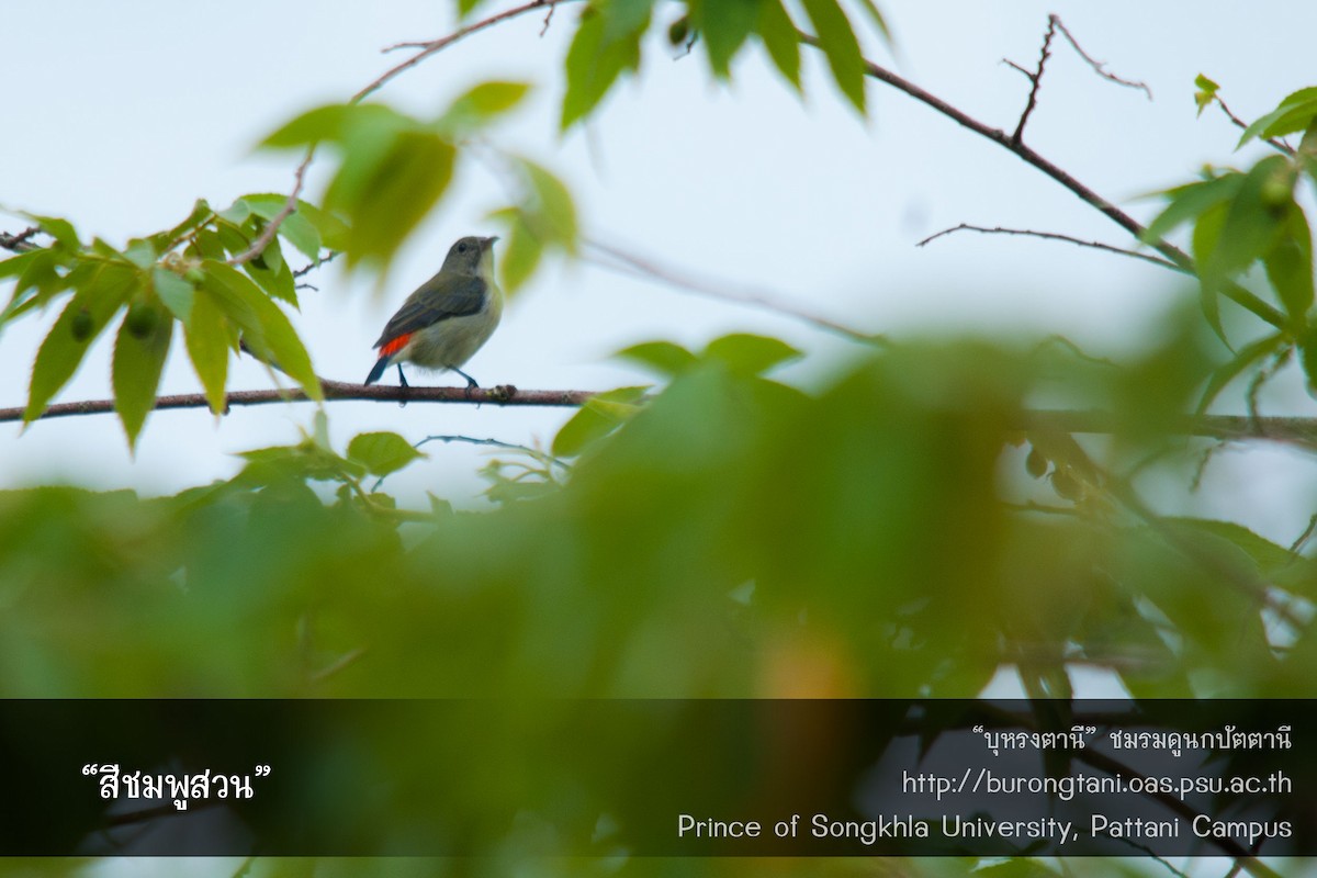 Scarlet-backed Flowerpecker - ML638207688
