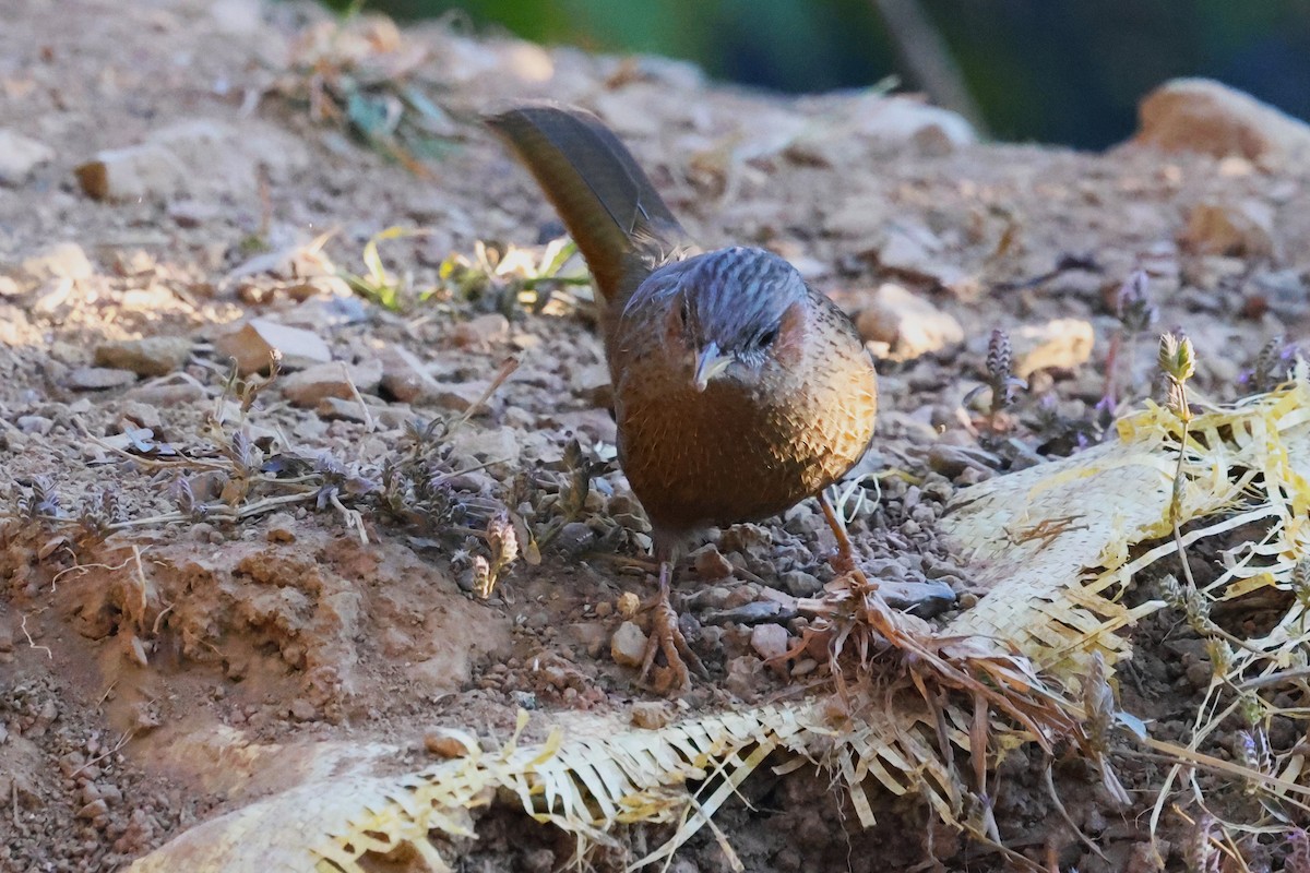 Streaked Laughingthrush - ML638207704
