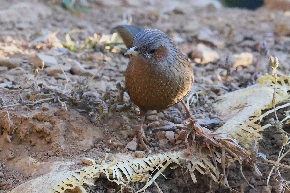 Streaked Laughingthrush - ML638207706