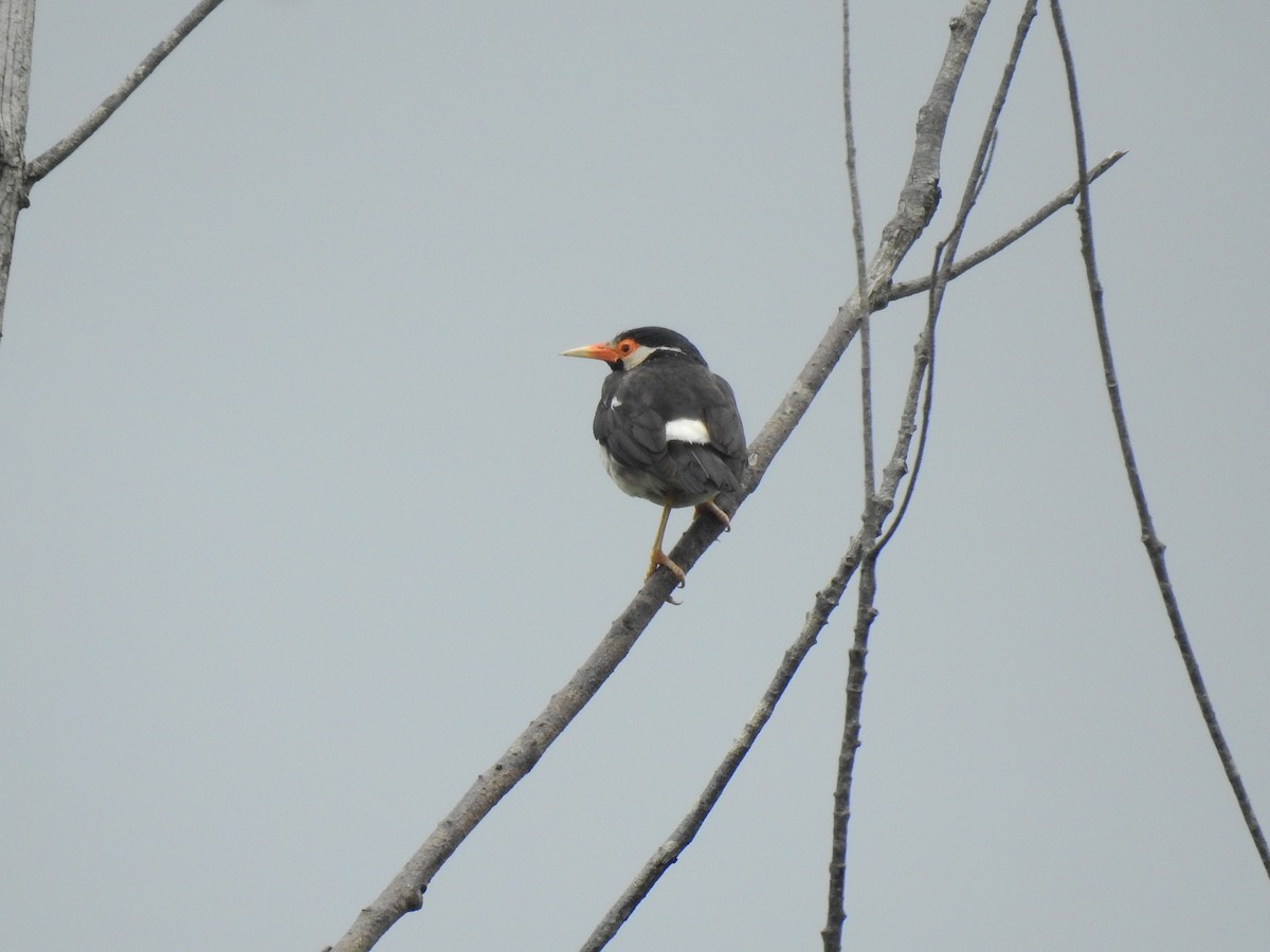 Indian Pied Starling - ML638207717