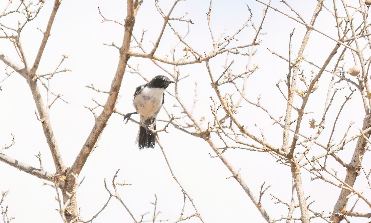 Eastern Violet-backed Sunbird - ML638207719