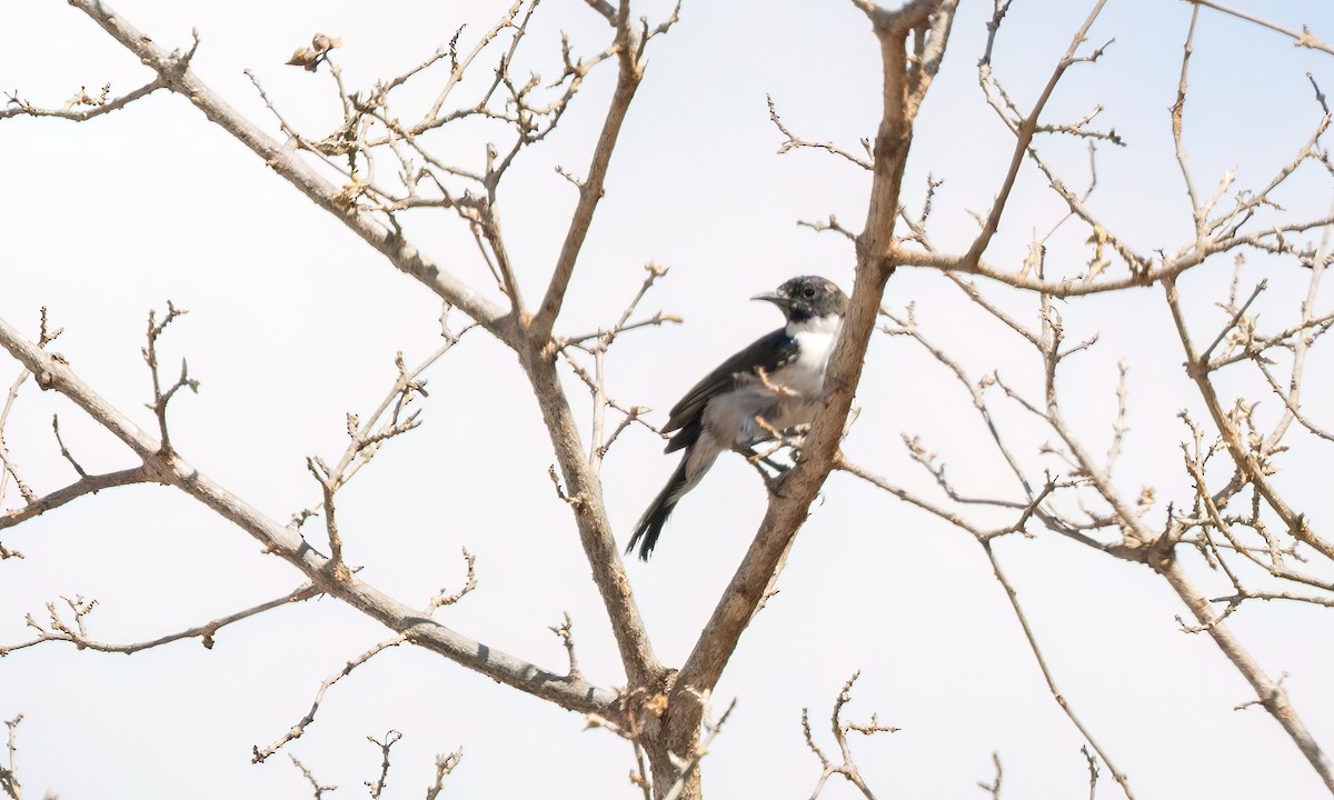 Eastern Violet-backed Sunbird - ML638207721