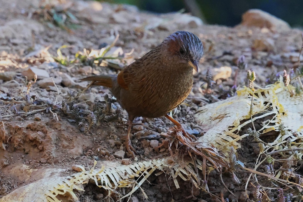 Streaked Laughingthrush - ML638207731