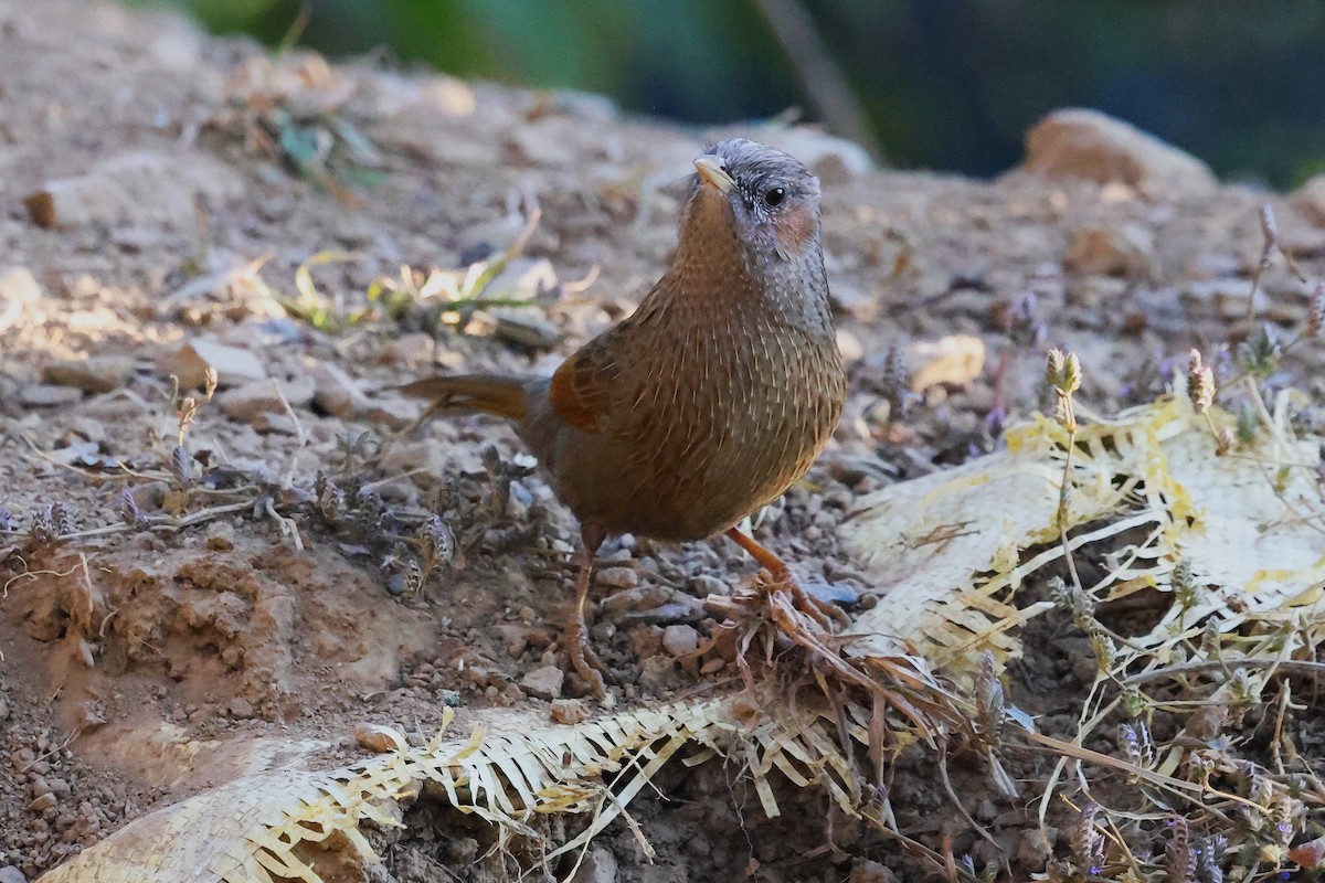 Streaked Laughingthrush - ML638207732