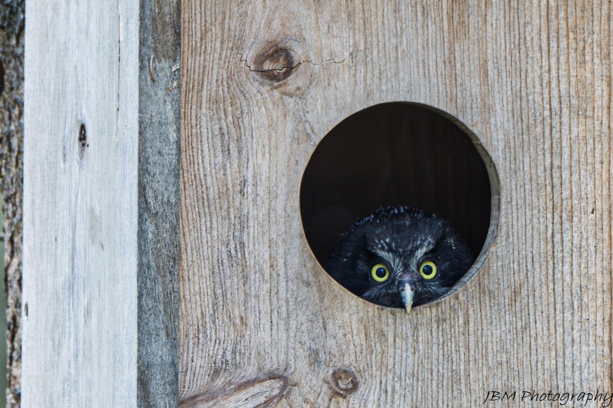 Boreal Owl - ML638207735