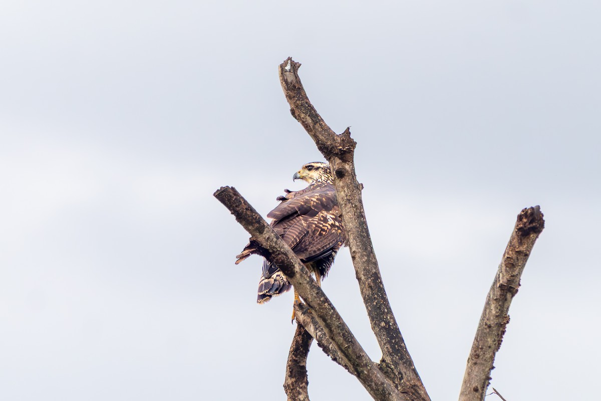 Savanna Hawk - ML638207740