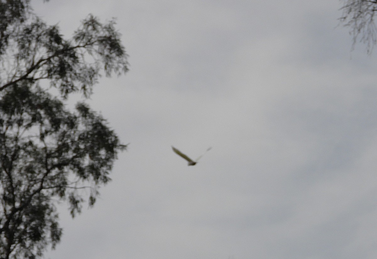 Sulphur-crested Cockatoo - ML638207745