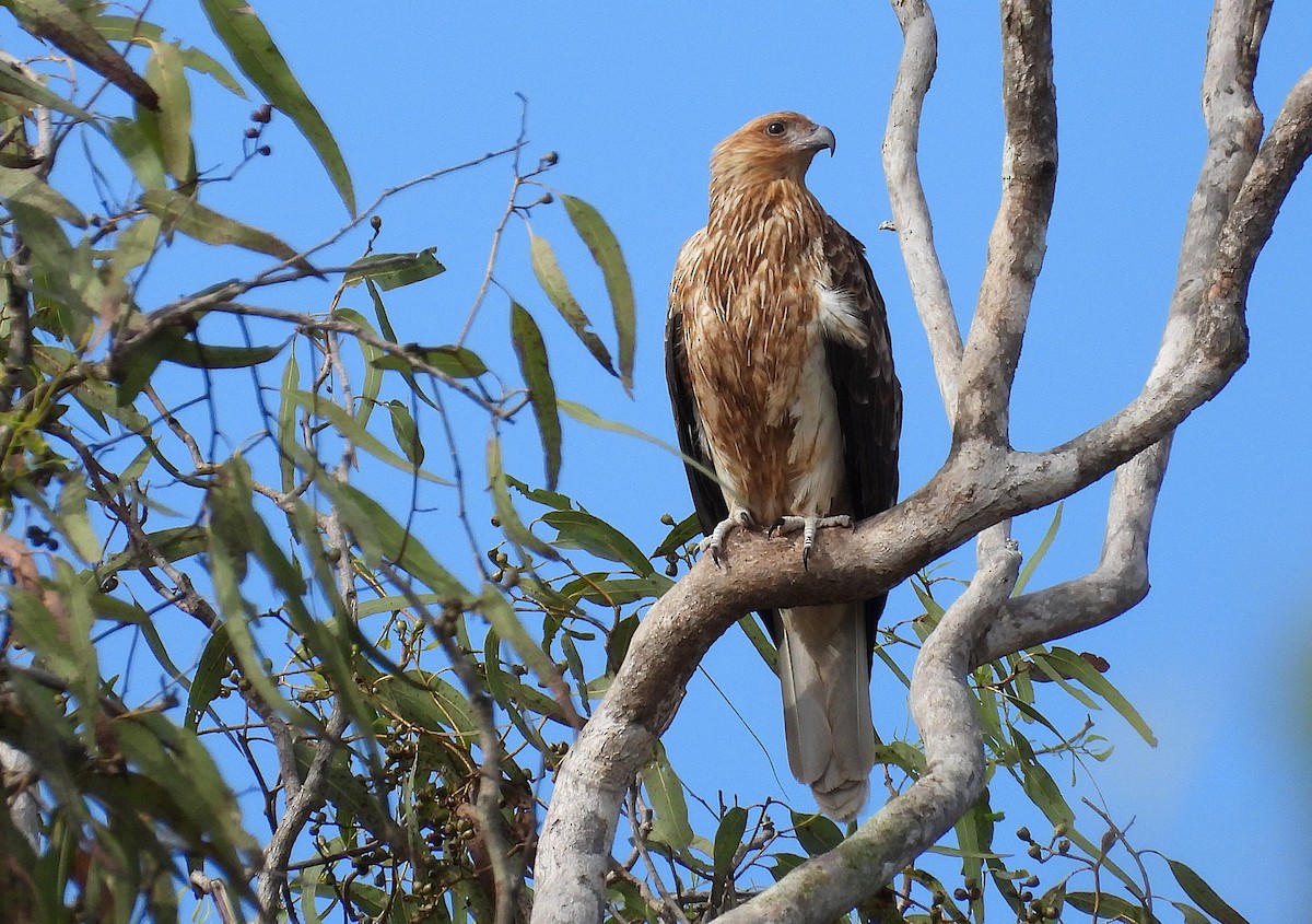 Whistling Kite - ML638207757