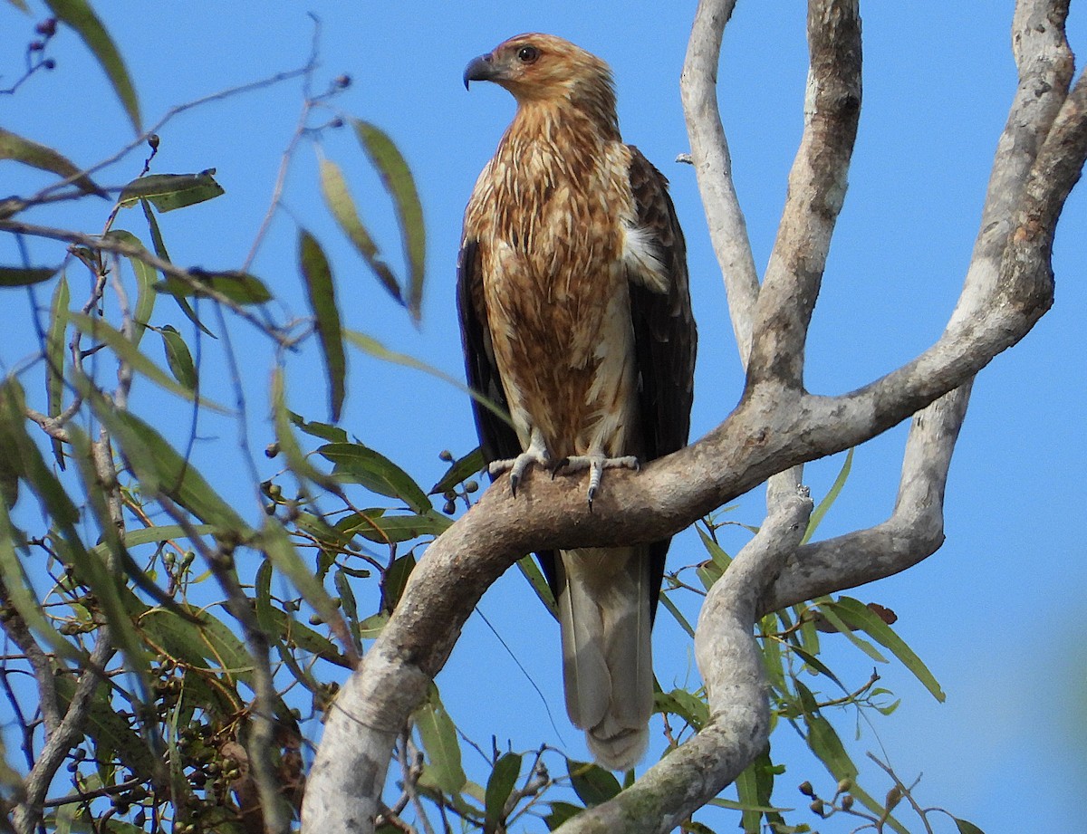 Whistling Kite - ML638207759