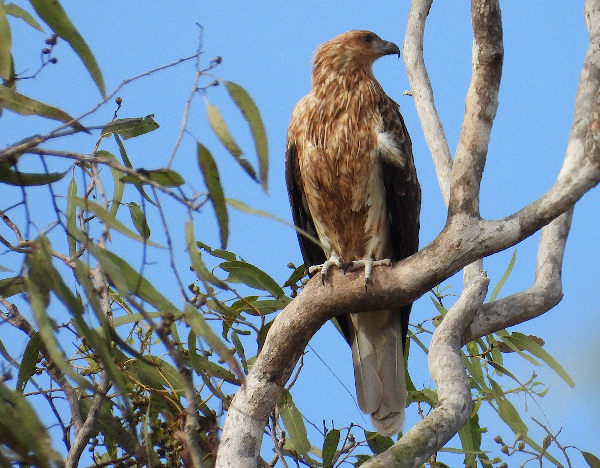 Whistling Kite - ML638207761