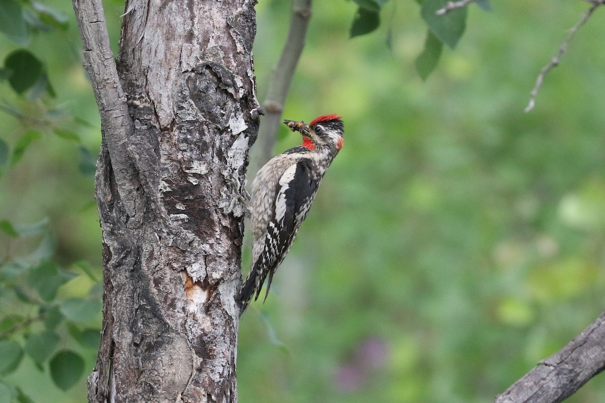 Red-naped Sapsucker - ML638207765
