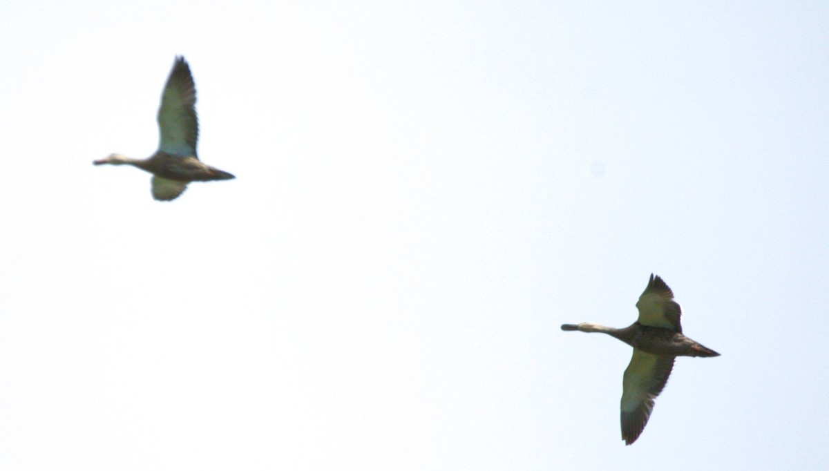Mexican Duck - ML638207767