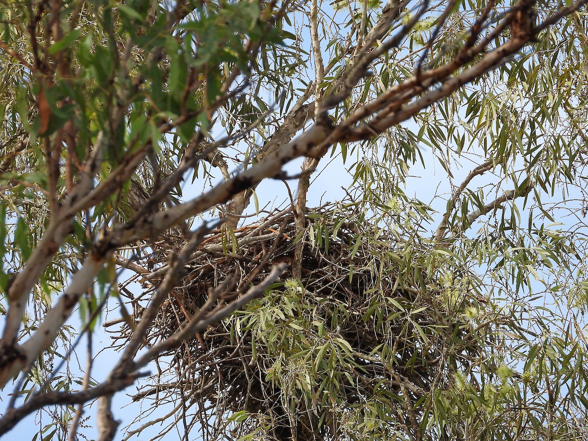 Whistling Kite - ML638207775