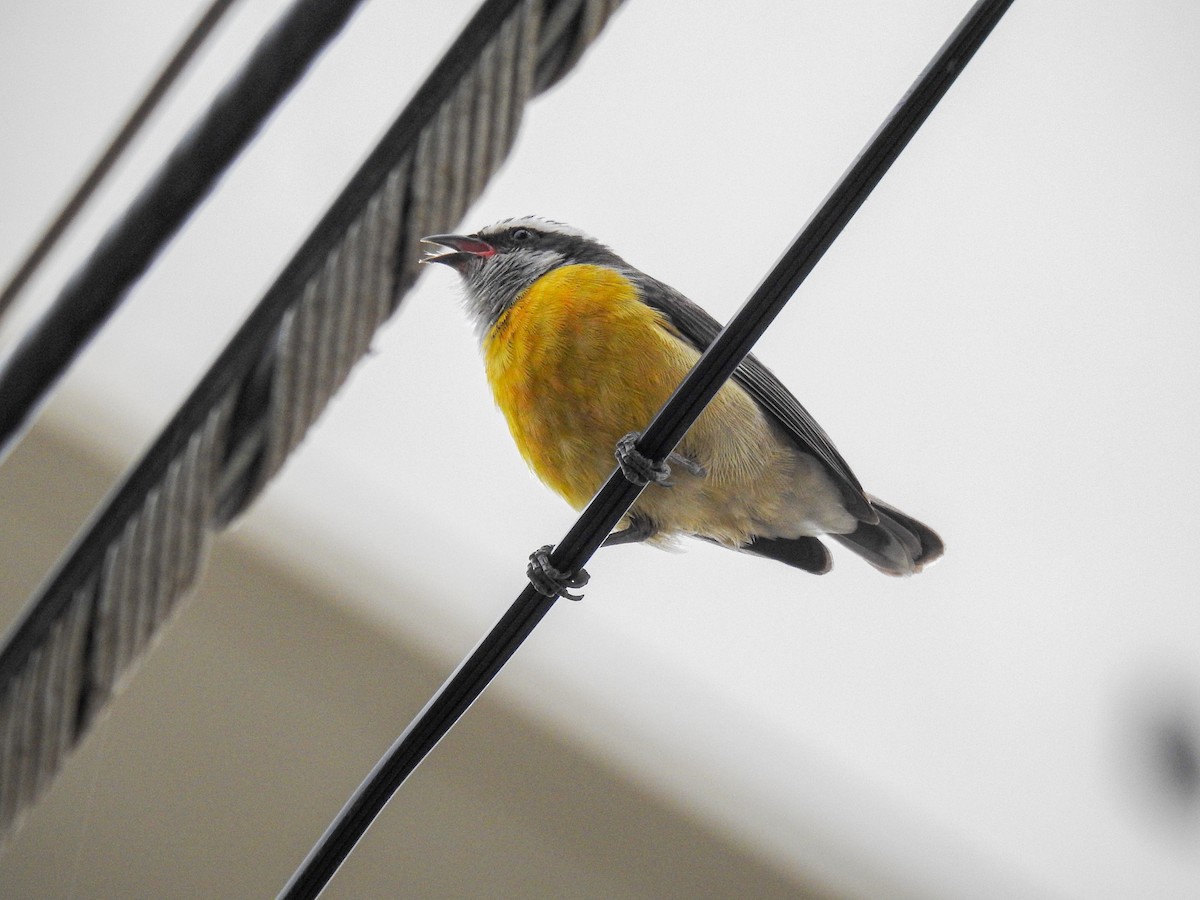 Bananaquit - ML638207794