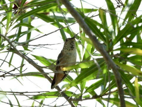 Allen's Hummingbird - ML638207798