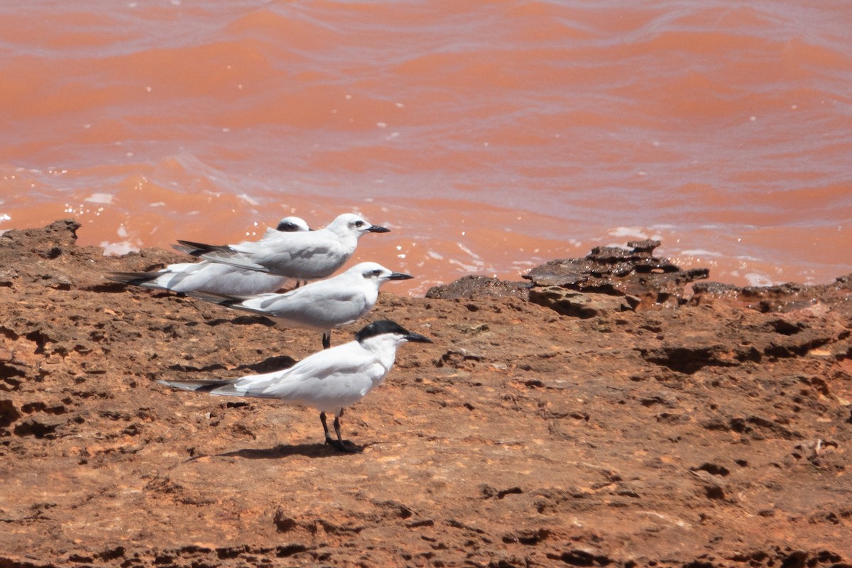 Australian Tern - ML638207800