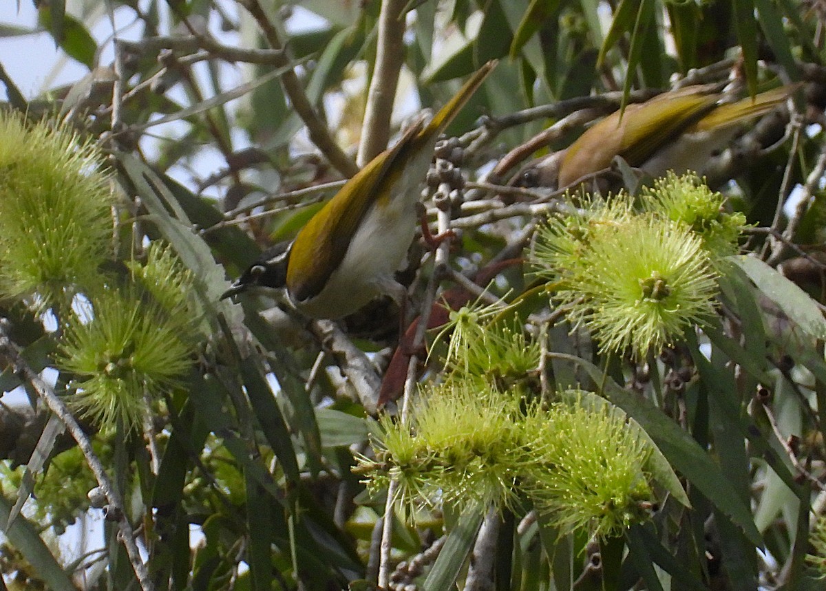White-throated Honeyeater - ML638207829