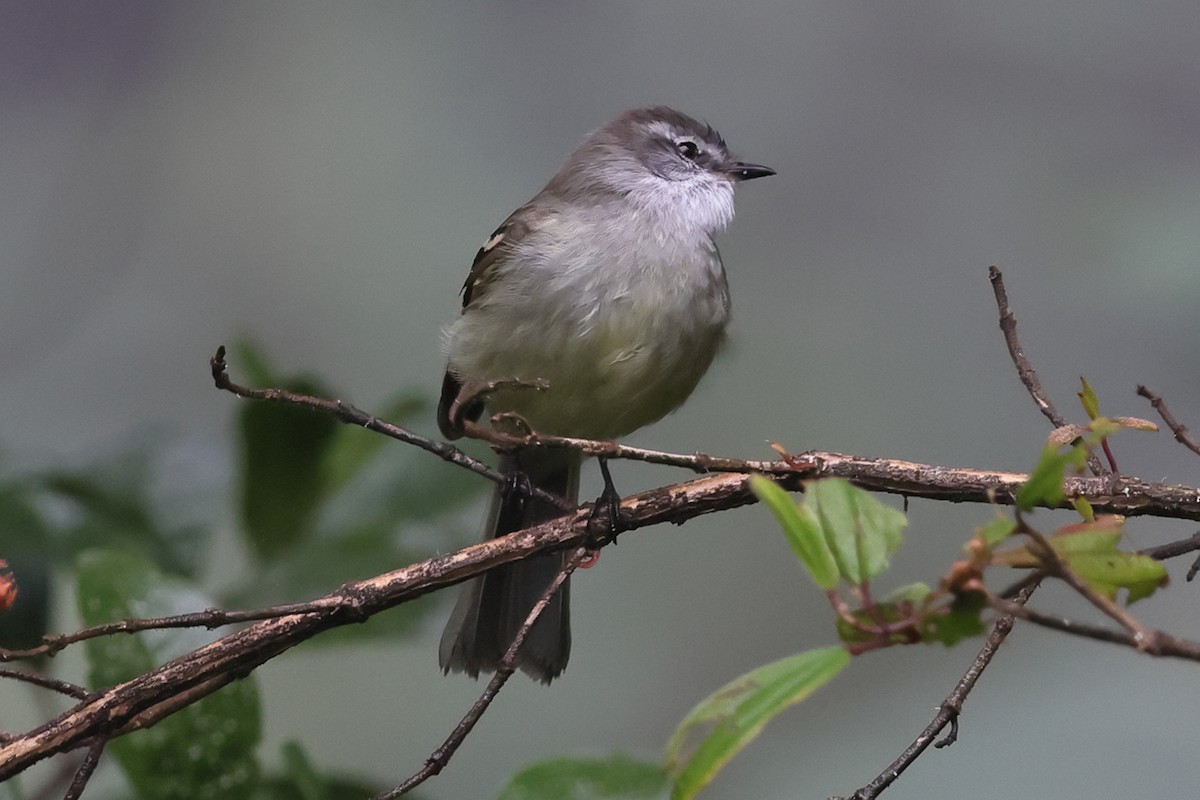 White-throated Tyrannulet - ML638207831