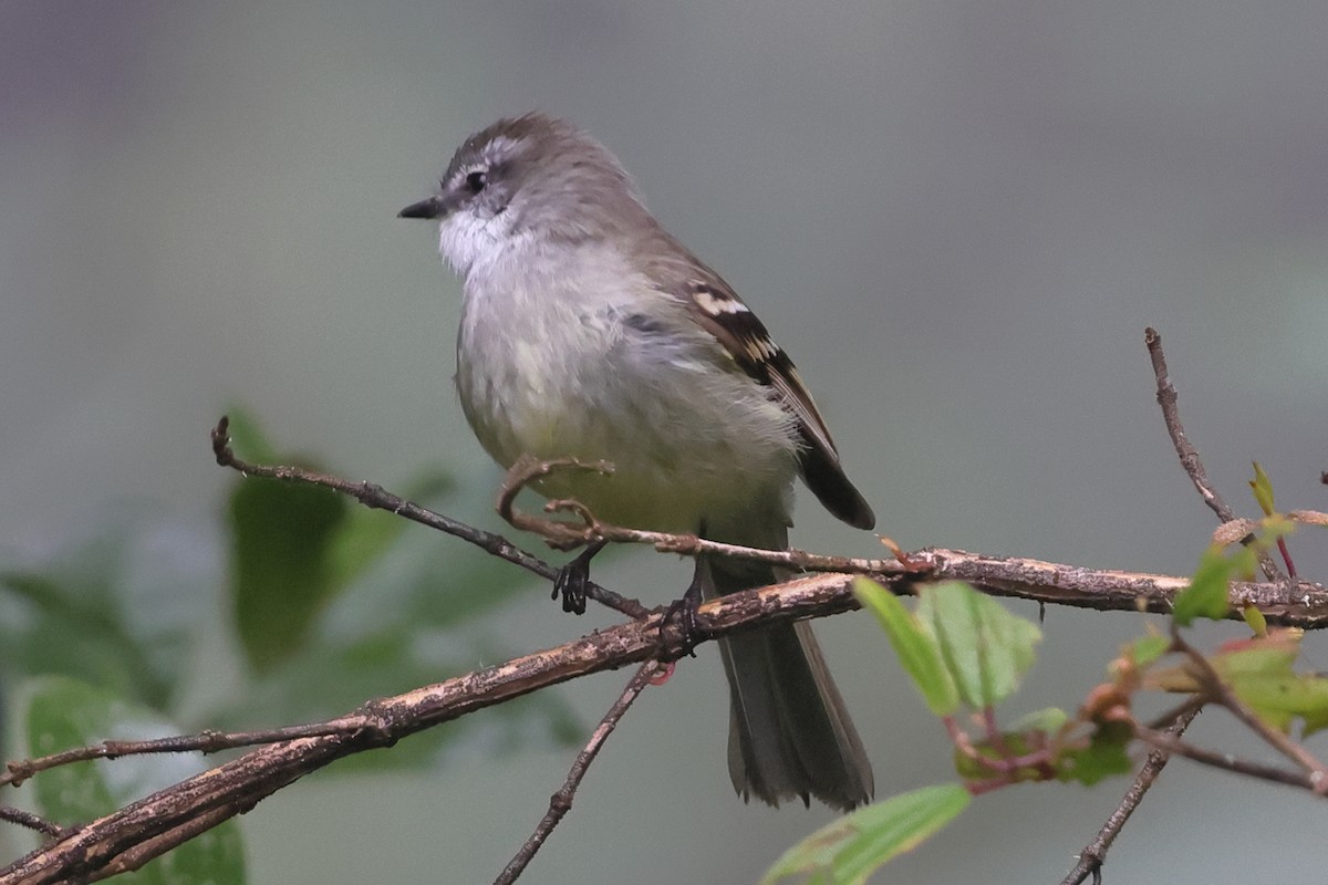 White-throated Tyrannulet - ML638207834