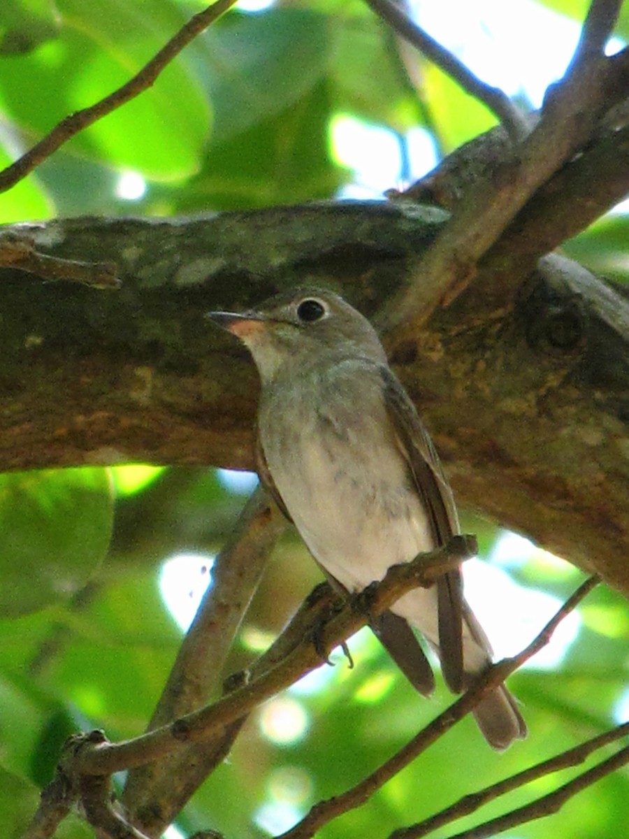 Asian Brown Flycatcher - ML638207844