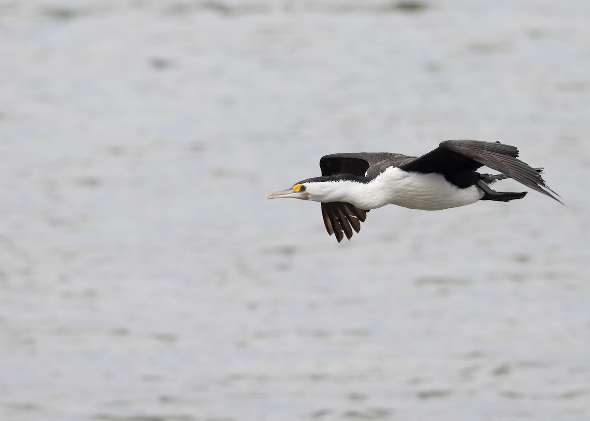 Cormoran varié - ML638207852