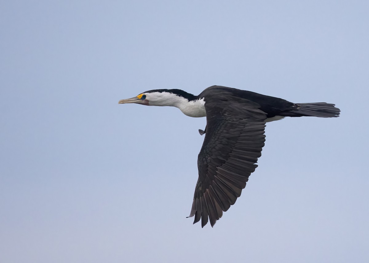Cormoran varié - ML638207853