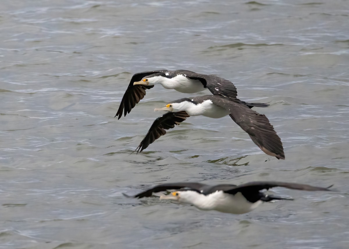 Cormoran varié - ML638207854