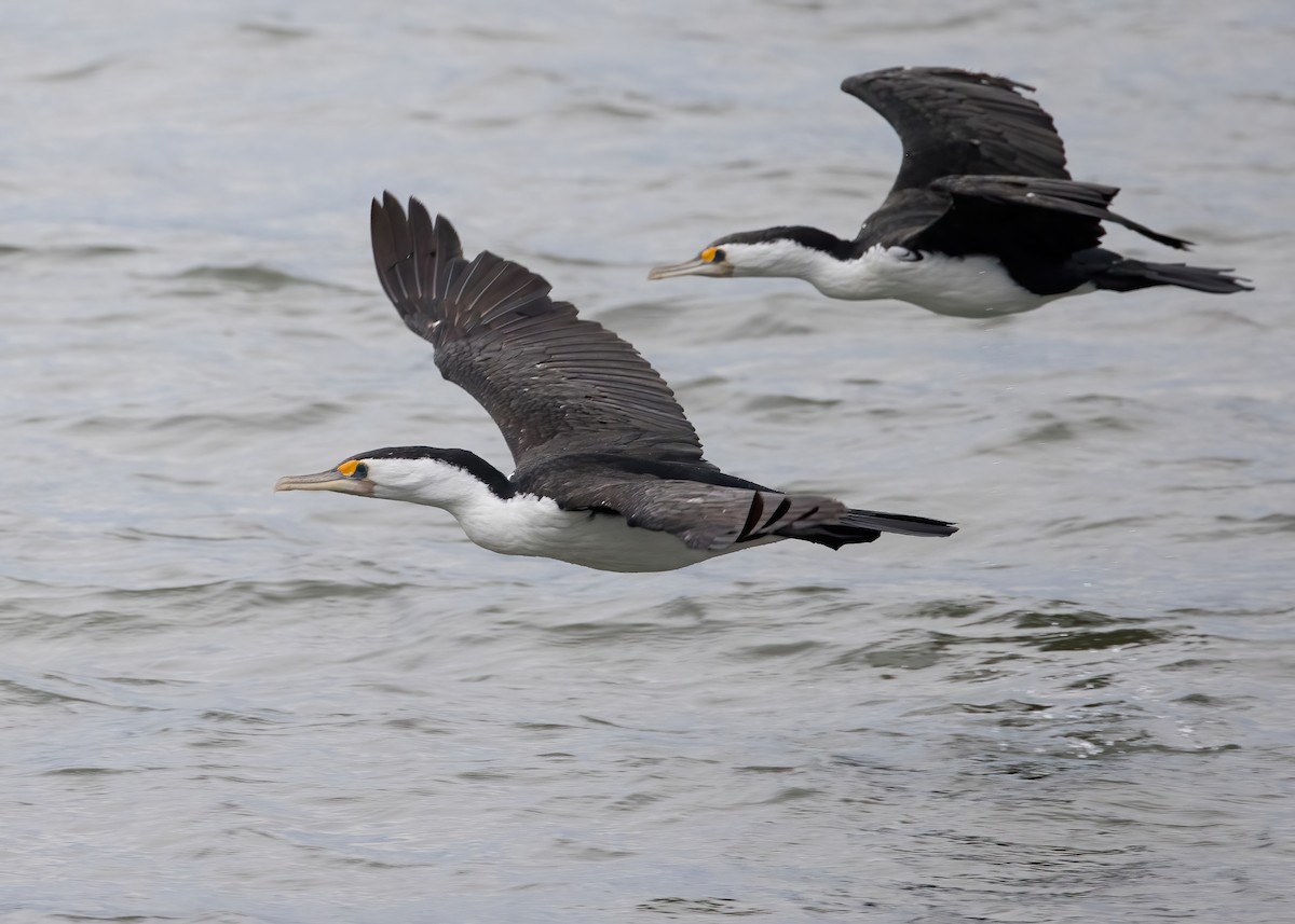 Cormoran varié - ML638207856