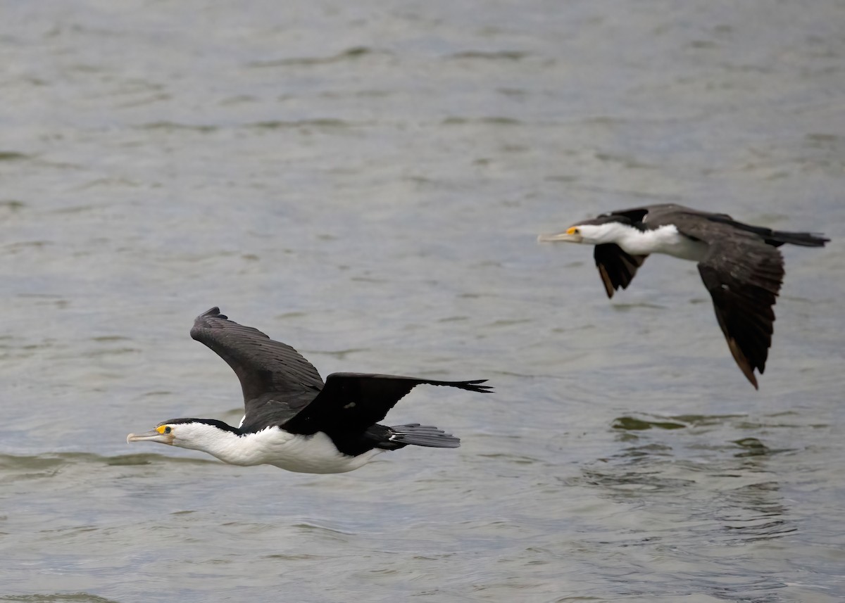 Cormoran varié - ML638207857