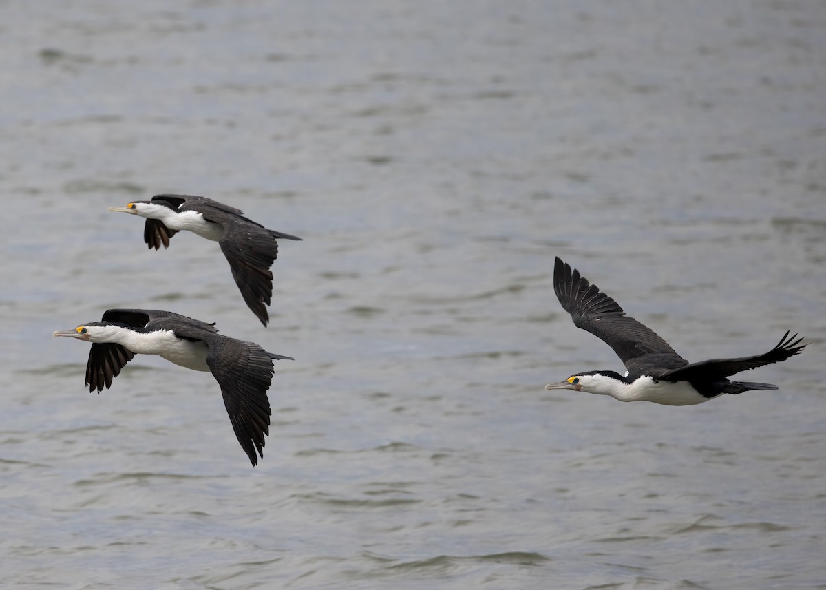 Cormoran varié - ML638207858
