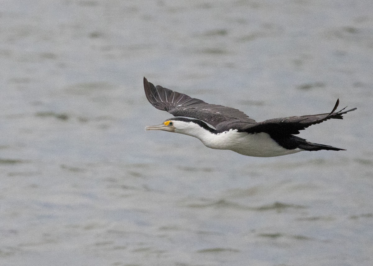 Cormoran varié - ML638207860