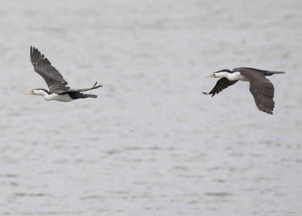Cormoran varié - ML638207862