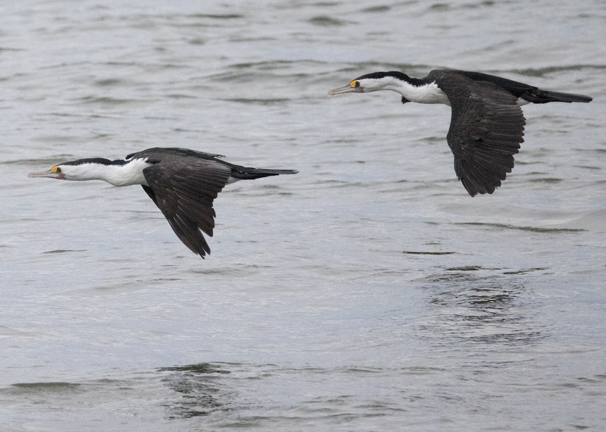 Cormoran varié - ML638207863
