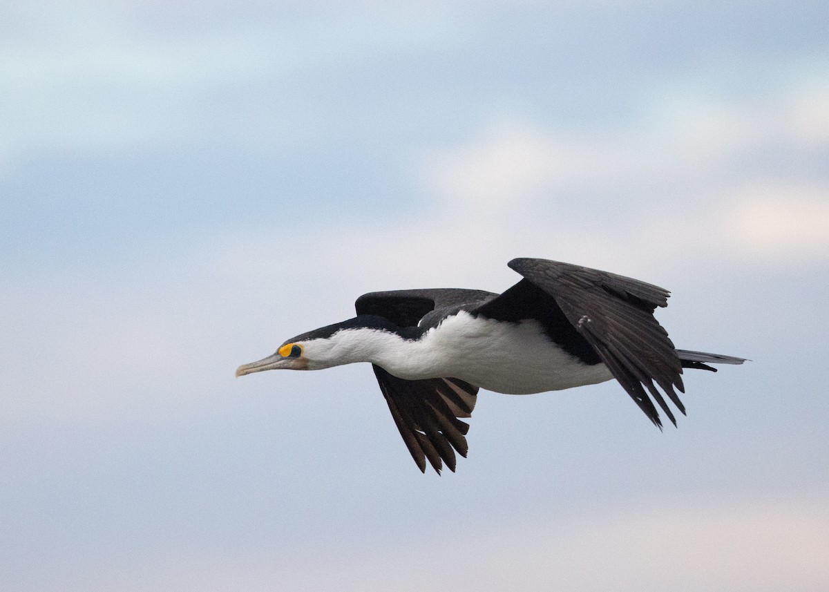 Cormoran varié - ML638207864
