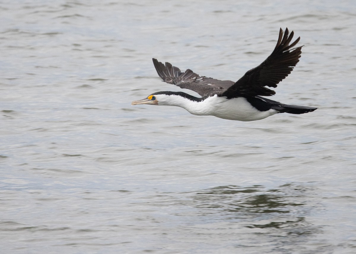 Cormoran varié - ML638207865
