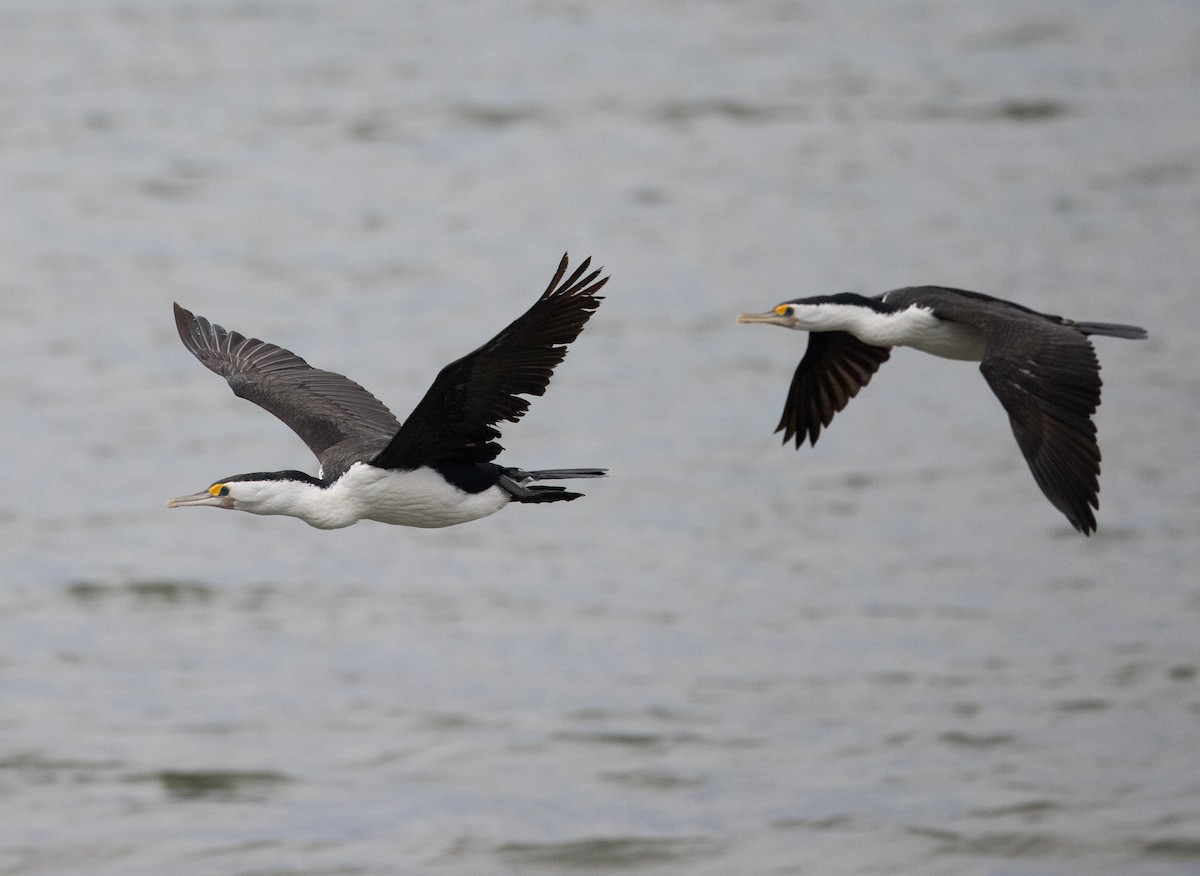 Cormoran varié - ML638207866