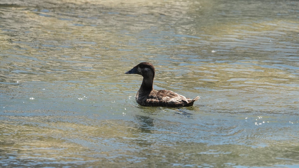 Surf Scoter - ML638207868